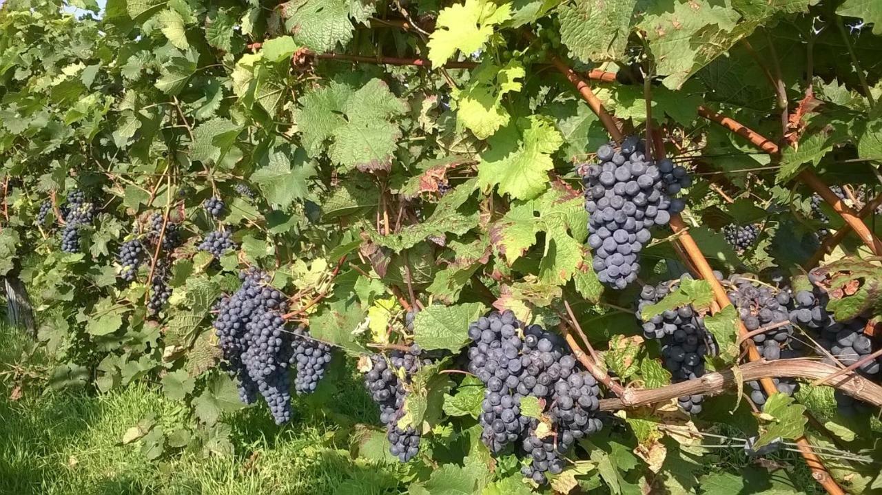 Ferienwohnung In Hahnheim, Rheinhessen Luaran gambar