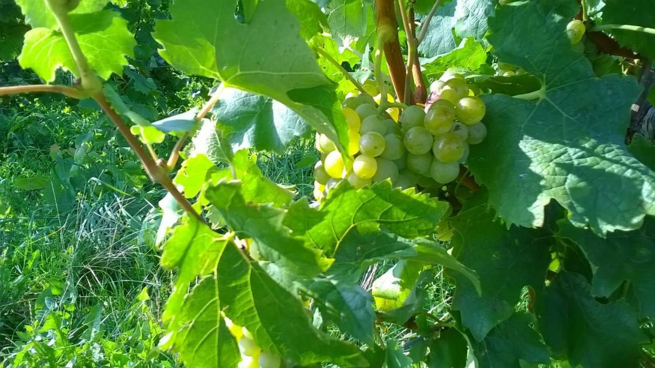 Ferienwohnung In Hahnheim, Rheinhessen Luaran gambar